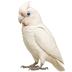 Goffins Cockatoo